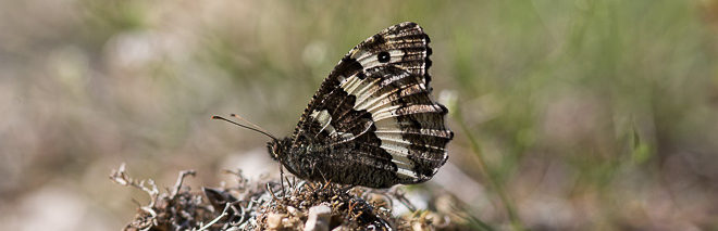 Silène (Brintesia circe) - Un papillon de taille