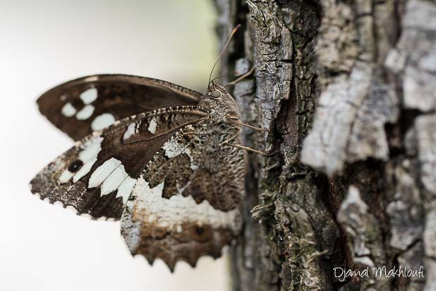 Silène (Brintesia circe) sur un tronc d'arbre - Grand papillon marron et blanc