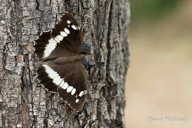 Silène (Brintesia circe) ailes ouverte sur un arbre - Famille des Nymphalidés