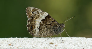 Sylvandre (Hipparchia fagi) papillon de la forêt de Fontainebleau
