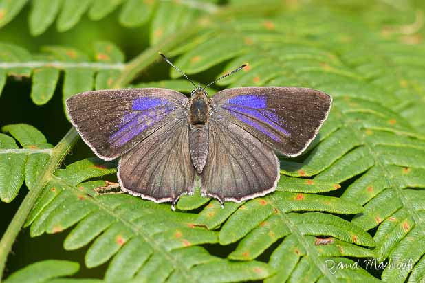 Thècle du chêne femelle (Neozephyrus quercus) - Papillon de jour de la foêt de Fontainebleau