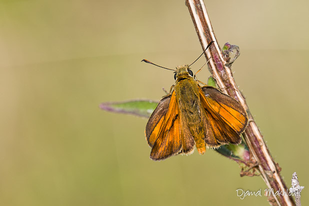 La Sylvaine mâle (Ochlodes sylvanus) - Insecte de la forêt de Fontainebleau