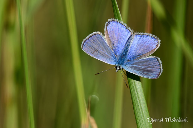 argus bleu mâle ailes ouvertes