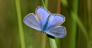 argus bleu mâle ailes ouvertes (Polyommatus icarus)