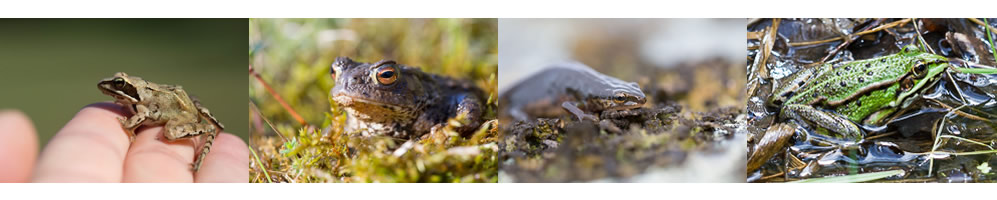 amphibiens de la forêt de Fontainebleau