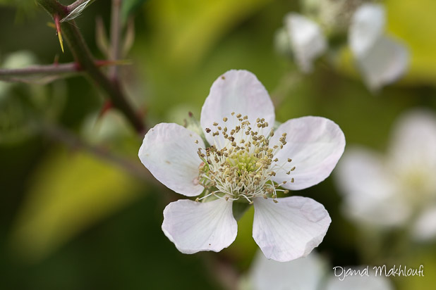 Ronce commune (Rubus fruticosus) - 5 fleurs indispensables aux papillons l'été