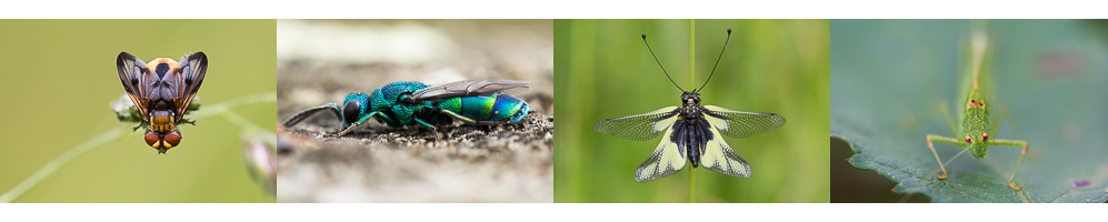 Insectes de la forêt de Fontainebleau