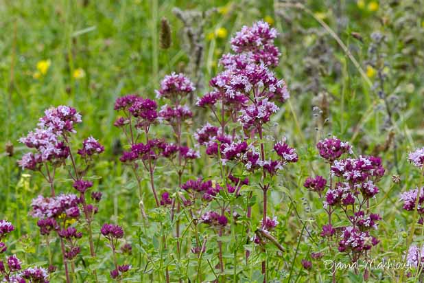 Origan (Origanum vulgare) - 5 fleurs vitales des papillons en été