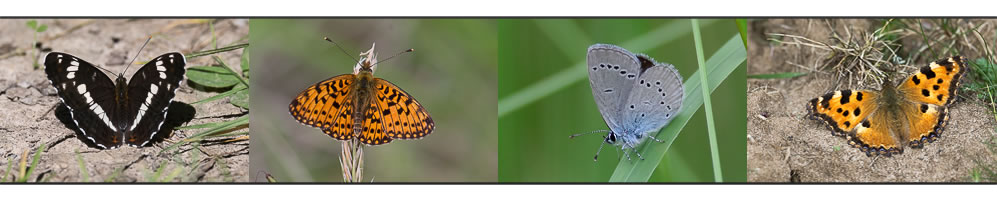 Papillons de la forêt de Fontainebleau