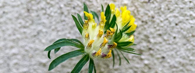 Anthyllide vulnéraire (Anthyllis vulneraria) - Trèfle jaune des sables
