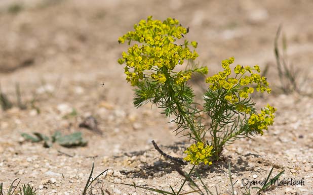 Euphorbe petit-cyprès (Euphorbia cyparissias) sur sol sableux