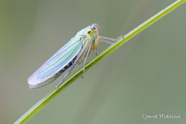 Cicadelle verte femelle (Cicadella veridis)