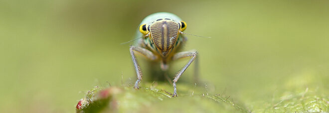 Cicadelle verte femelle (Cicadella veridis)