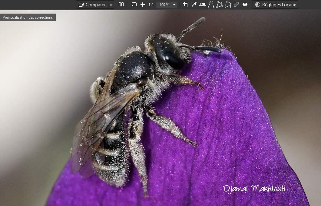 Avis sur le Nikkor Z MC 105 mm f/2.8 VR S avec le Nikon Z9 - Petite abeille sur anémone pulsatille