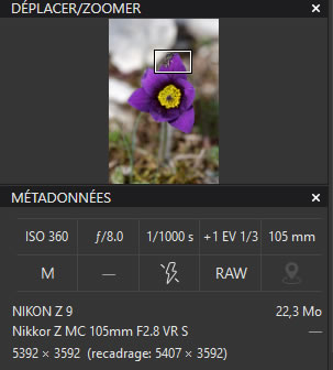 Exifs photo anémone pulsatille et abeille sauvage avec Nikkor Z MC 105 mm f/2.8 VR S