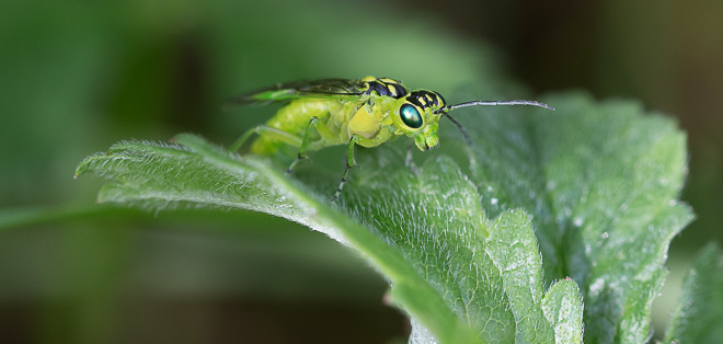 Tenthrède verte (Rhogogaster viridis) vue de côté