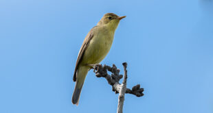 Hypolaïs polyglotte (Hippolais polyglotta) oiseau de la forêt de Fontainebleau