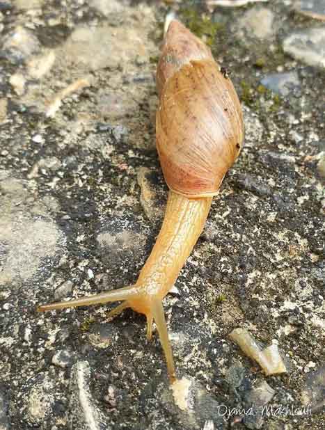 Euglandina rosea l'escargot carnivore