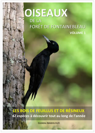eBook Oiseaux des bois - forêt de Fontainebleau - Volume 1