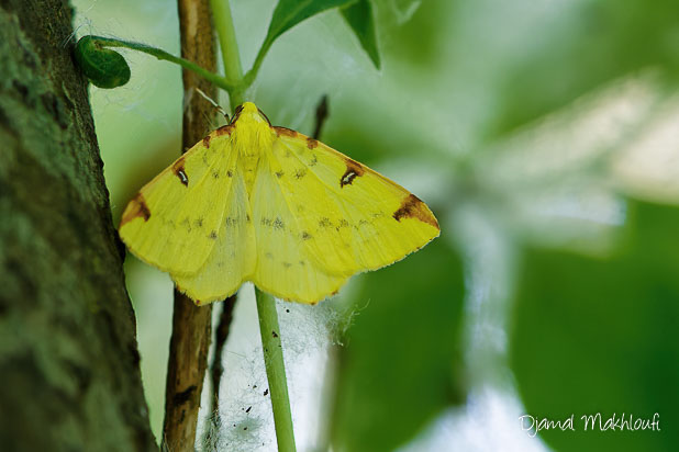 Citronnelle rouillée (Opisthograptis luteolata) - Phalène de l'alisier (papillon de nuit)